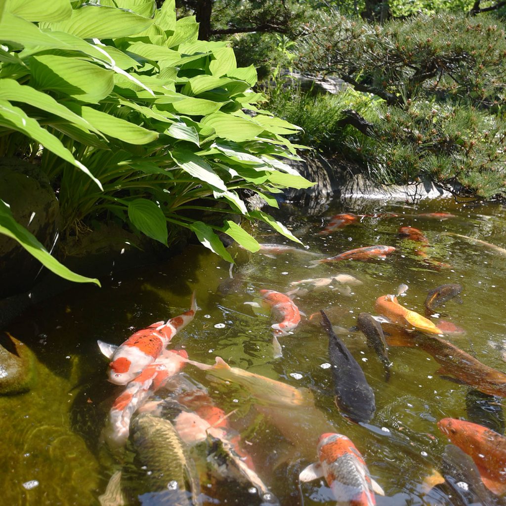 妙蔵寺の池の鯉