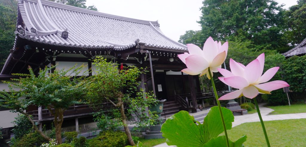 妙蔵寺 本堂前のハスの花