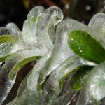 植物が凍る