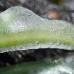 凍る植物