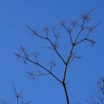 落葉する冬の樹木　青い空