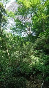 新緑の中、弁慶の立ち往生のごとく枯れたコナラの大木（一番奥の木）