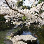中庭の桜 2021年3月