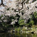 中庭の桜 2021年3月