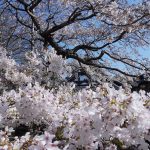 満開の桜 2021年3月