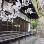 本堂横の桜 2021年4月の写真