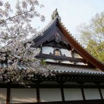 本堂横の桜 2021年4月の写真
