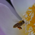 ハスの花粉を身体中につけるミツバチ
