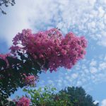 サルスベリのピンク色の花