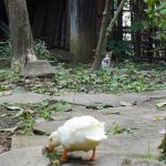 手前にアヒル、奥にアヒルを見つめる猫